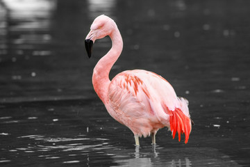 Flamingo