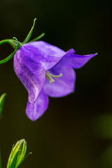 Blume