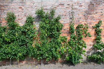 Birnen als Spalierobst an Mauer