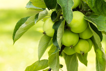 Green apple growing on a tree
