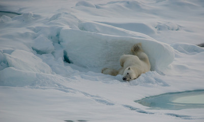 Polar bear on the floating sea ice north of Svalbard. © wildestanimal