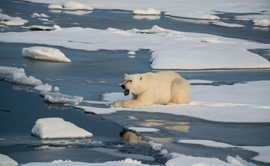Polar bear on the floating sea ice north of Svalbard. © wildestanimal