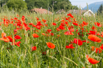 poppies flowers meadow landscape summer season