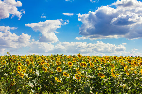 the field of sunflowers