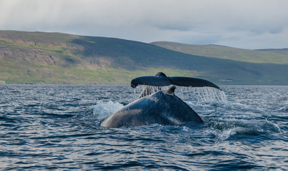 Humpback whales feeding at the surface in Eyjafjord in northern Iceland.
