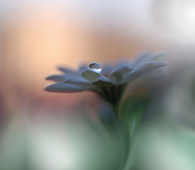 Gentle romantic artistic image. Soft pastel background blur .Reflection of the flower in the dew drop.Shallow depth of field.Modern art.Close up.