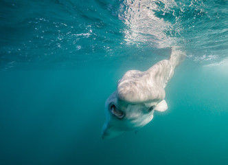 Sun fish or mola mola, swimming near the surface during the sardine run, South Africa.