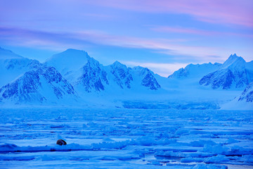 Winter landscape with animal. Walrus, Odobenus rosmarus, stick out from blue water on white ice...