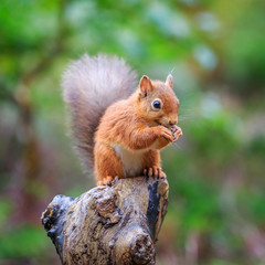 Red squirrel perched in forest, County of Northumberland, England