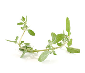 marjoram isolated on white background