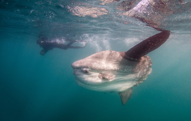 Sun fish or mola mola, swimming near the surface during the sardine run, South Africa.
