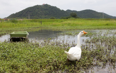 swan walking on pound with boat