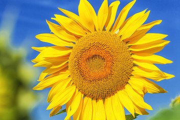 Fototapeta premium yellow sunflower in the sunflower field