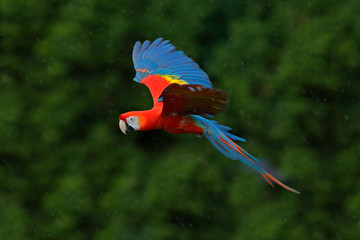 Macaw parrot fly in dark green vegetation. Scarlet Macaw, Ara macao, in tropical forest, Costa Rica, Wildlife scene from tropic nature. Red bird in the forest. Parrot flight. Red parrot in rain.
