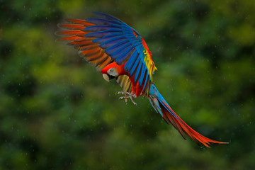 Wildlife scene from tropic nature. Red bird in the forest. Parrot flight. Red parrot in rain. Macaw parrot fly in dark green vegetation. Scarlet Macaw, Ara macao, in tropical forest, Costa Rica.