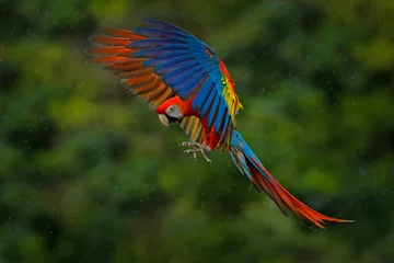Foto op Canvas Wildlife scène uit de tropische natuur. Rode vogel in het bos. Papegaai vlucht. Rode papegaai in regen. Ara papegaaivlieg in donkergroene vegetatie. Geelvleugelara, Ara macao, in tropisch bos, Costa Rica. © ondrejprosicky