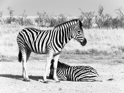 Two zebras in the savanna, Etosha National Park, Namibia, Africa. Black and white image