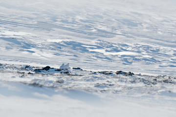 Cold winter in Norway, bird hidden in habitat. Rock Ptarmigan, Lagopus mutus, white bird sitting on the snow, bird in the nature habitat, Norway. Snow storm with ptarmigan. Snowy hill with bird.