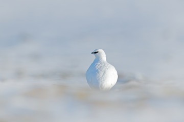 White bird hidden in white habitat. Art view of nature. Rock Ptarmigan, Lagopus mutus, white bird sitting on the snow, Norway. Cold winter in north of Europe. Wildlife scene in snow.