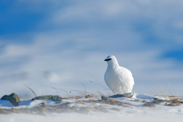 Rock Ptarmigan, Lagopus mutus, white bird sitting on snow, Norway. Cold winter, north of Europe. Wildlife scene in snow. White bird hidden in white habitat. Art view of nature.  Hidden in snow.