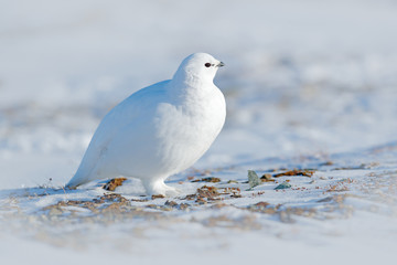 Rock Ptarmigan, Lagopus mutus, white bird sitting on snow, Norway. Cold winter, north of Europe....