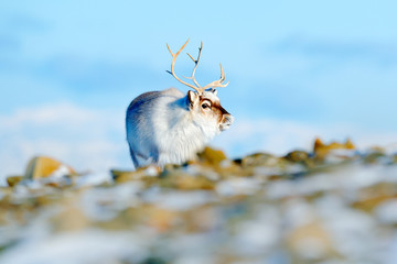 Winter landscape with reindeer. Wild Reindeer, Rangifer tarandus, with massive antlers in snow, Svalbard, Norway. Svalbard deer on rocky mountain in Svalbard. Wildlife scene from nature.