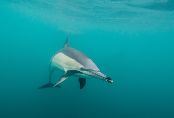 Common dolphin up close during the sardine run, South Africa.