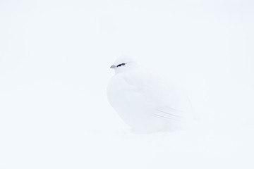 Art view of nature. Rock Ptarmigan, Lagopus mutus, white bird sitting on the snow, Norway. Cold winter in north of Europe. Wildlife scene in snow. White bird hidden in white habitat.