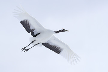  Crane in fly. Flying White bird Red-crowned crane, Grus japonensis, with open wing, with snow storm, Hokkaido, Japan. Wildlife scene from the winter Japan. Cold winter with big white flying bird.