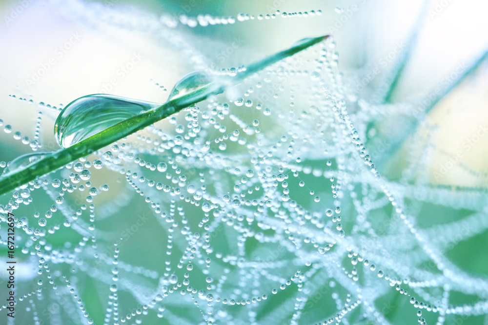 Aufkleber Dew drops on a spider web in nature close-up. Beautiful natural background with a necklace of water droplets on a cobweb in the grass in the spring of summer.