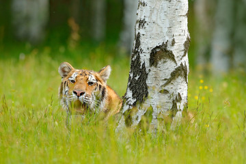 Summer with tiger, hidden in grass. Tiger with pink and yellow flowers. Siberian tiger in beautiful habitat. Amur tiger sitting in the grass. Flowered meadow with danger animal. Wildlife Russia.