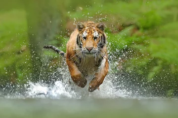 Fotobehang Tijger Siberische tijger, Panthera tigris altaica, lage hoek foto direct gezichtsaanzicht, direct in het water rennend op camera met rondspattend water. Aanvallend roofdier in actie. Tijger in taiga-omgeving