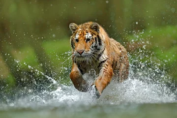 Foto auf Acrylglas Panther Tiger läuft im Wasser. Gefahrentier, Tajga in Russland. Tier im Waldbach. Grauer Stein, Flusströpfchen. Tiger mit Spritzflusswasser. Action-Tierszene mit Wildkatze, Naturlebensraum.