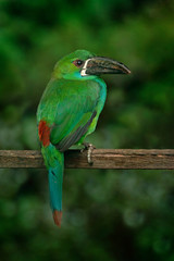Crimson-rumped toucanet, Aulacorhynchus haematopygus, green and red small toucan bird in the nature habitat. Exotic animal in tropical forest, green mountain vegetation, Colombia. Toucan hidden.