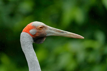 Brolga Crane, Antigone rubicunda, with dark green background. Bird head with gold crest in beautiful evening sun light. Sunset in nature. Wildlife scene from Australia. Art image of bird.