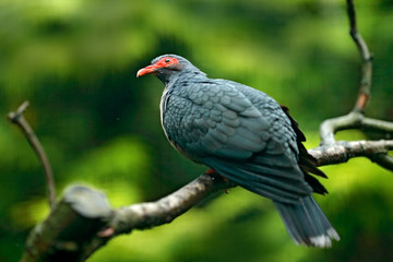 Bare-eyed Mountain-pigeon, Gymnophas albertisii, wood pigeon. forest bird in the nature habitat, green background, Papua New Guinea. Rare bird from Asia, green vegetation.