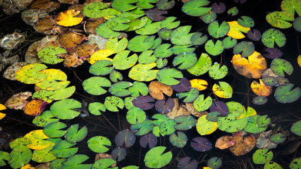 Banc de n&eacute;nuphars