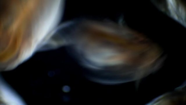 Dark-field microscopic footage of swimming daphnia