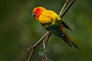 Sun Parakeet, Aratinga solstitialis, rare parrot from Brazil and French Guiana. Portrait yellow green parrot with red head. Birrd from South America. Wildlife scene, tropic nature. Bird on branch.