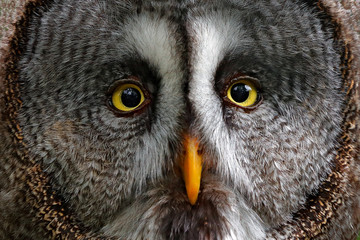 Detail face portrait of owl. Owl hiden in the forest. Great grey owl, Strix nebulosa, sitting on old tree trunk with grass, portrait with yellow eyes. Animal in the forest nature habitat. Sweden