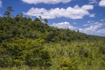 Fototapeta na wymiar Floresta (paisagem) | Forest Landscape