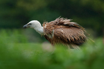 Fototapeta premium Wildlife scene, Balkan. Bird in habitat. Griffon Vulture, Gyps fulvus, big bird of prey sitting on stone, rock mountain, nature habitat, Madzarovo, Bulgaria, Eastern Rhodopes. Wildlife scene, hide.