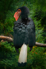 Writhed Hornbill, Aceros leucocephalus, detail portrait of beautiful forest bird from Thailand, Indonesia and Malaysia. Bill bird with yellow head. Hornbill in nature habitat. Wildlife tour in Asia.
