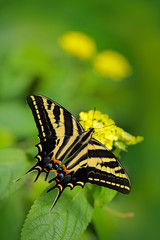 Fototapeta premium Butterfly sitting on the green leave. Butterfly Papilio pilumnus, in the nature green forest habitat, South of USA, Arizona. Nice insect beautiful black and yellow butterfly, in green vegetation.