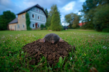 Mole in garden with house in background. Mole, Talpa europaea, crawling out of brown molehill,...