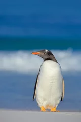 Schilderijen op glas Pinguïn in de zee. Vogel met blauwe golven. Oceaan dieren in het wild. Grappig beeld. Ezelspinguïn springt uit het blauwe water terwijl hij door de oceaan zwemt op Falkland Island. Actie wildlife scene uit de natuur. © ondrejprosicky