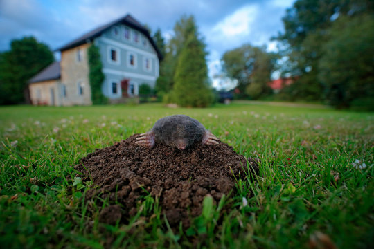 Mole in garden with house in background. Mole, Talpa europaea, crawling out of brown molehill, green grass. Mouse in soil. Mole in the grass with brown soil. Mole in the nest hole, wide angle lens.
