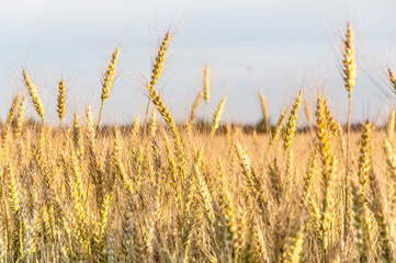 A closeup of a several barley spikes