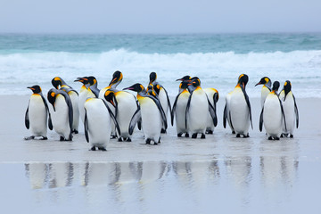 Naklejka premium Grupa pingwinów królewskich wracających razem z morza na plażę z falą błękitnego nieba, Volunteer Point, Falklandy. Scena dzikiej przyrody z natury. Zwierzę z Antarktydy.