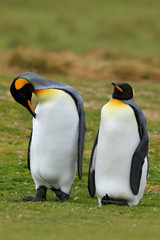 Pair of penguins. Mating king penguins with green background in Falkland Islands. Pair of penguins, love in the nature. Beautiful penguins in the nature habitat. Two birds in the grass.